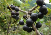 Польза и применение плодов жостера