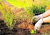 В чем польза чернозема для саженцов?