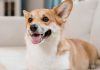Как выбрать щенка корги: советы и рекомендации для будущих владельцев