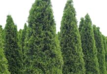 Туи с доставкой по Москве: Выбор и покупка идеального растения