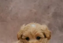 Мальтипу: Миниатюрный ангел с большой душой