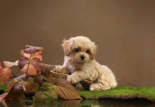 Щенки с родословной: что это, зачем нужна и как выбрать