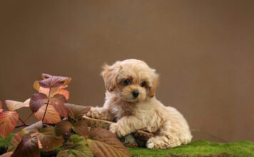 Щенки с родословной: что это, зачем нужна и как выбрать